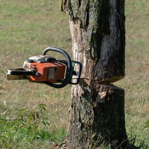 Abattage sécurisé d’un arbre