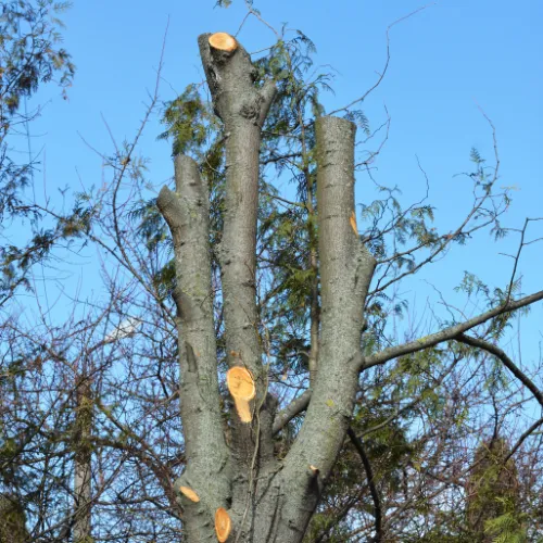 Élagage et étêtage d’un arbre