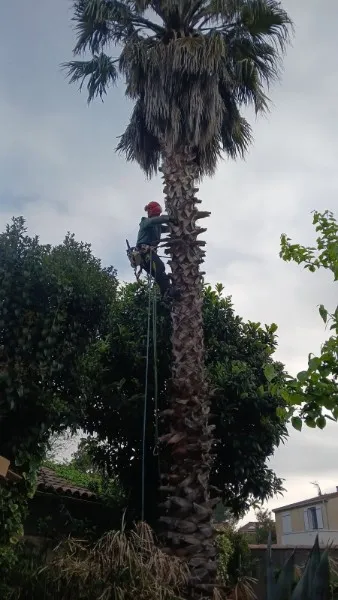 Élagueur-grimpeur intervenant sur un grand palmier en Hérault et Gard