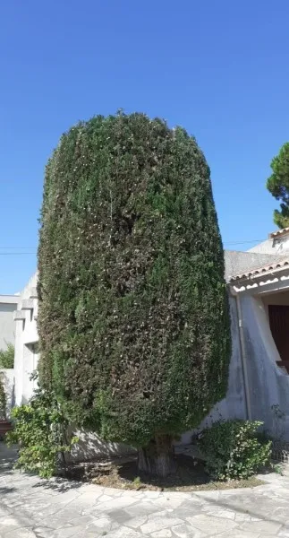 Taille soignée d’un arbre d’ornement dans un jardin méditerranéen près de Lunel