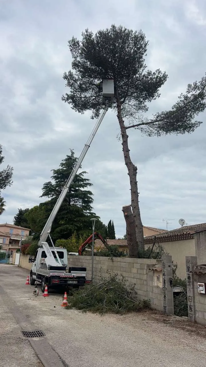 Nacelle en intervention pour l’élagage sécurisé d’un pin proche d’une maison