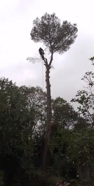 Élagueur-grimpeur réalisant le démontage d’un pin en hauteur en Hérault