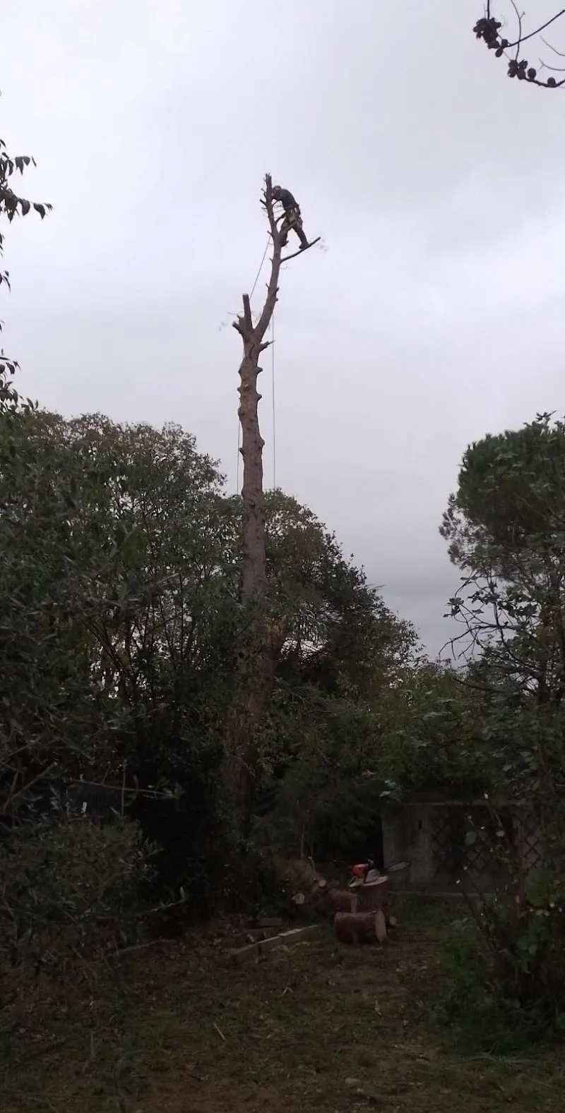 Démontage progressif d’un arbre avec cordage par Gargowitch Élagueur près de Marsillargues